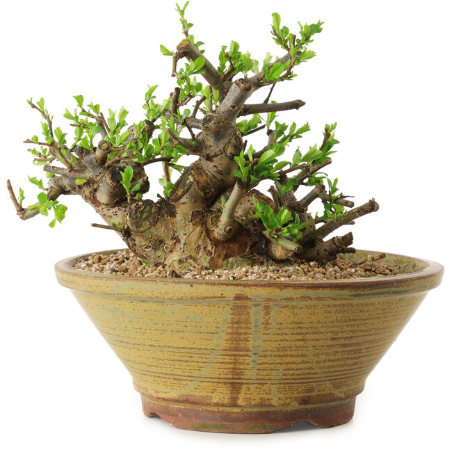 Chaenomeles speciosa, 14 cm, ± 20 years old