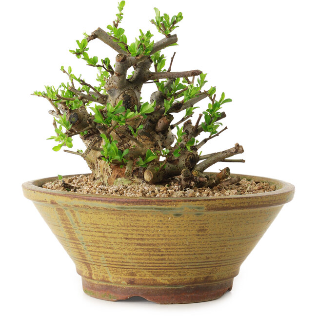 Chaenomeles speciosa, 14 cm, ± 20 jaar oud