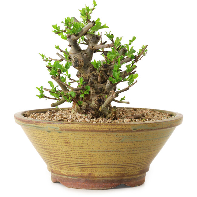 Chaenomeles speciosa, 14 cm, ± 20 ans