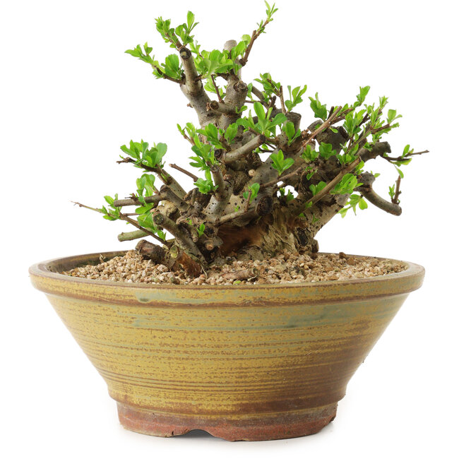 Chaenomeles speciosa, 14 cm, ± 20 jaar oud