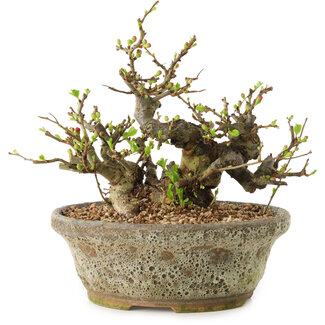 Chaenomeles speciosa, 19 cm, ± 20 ans