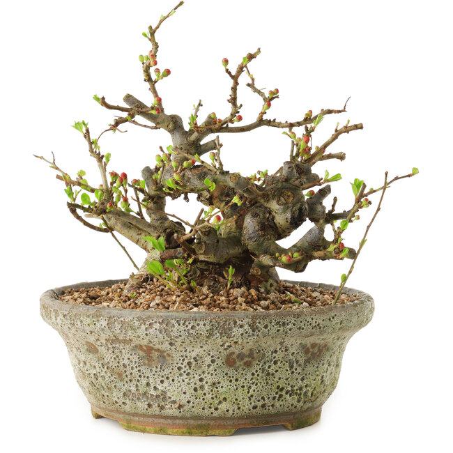 Chaenomeles speciosa, 19 cm, ± 20 ans