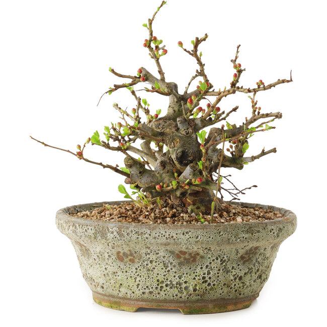 Chaenomeles speciosa, 19 cm, ± 20 Jahre alt