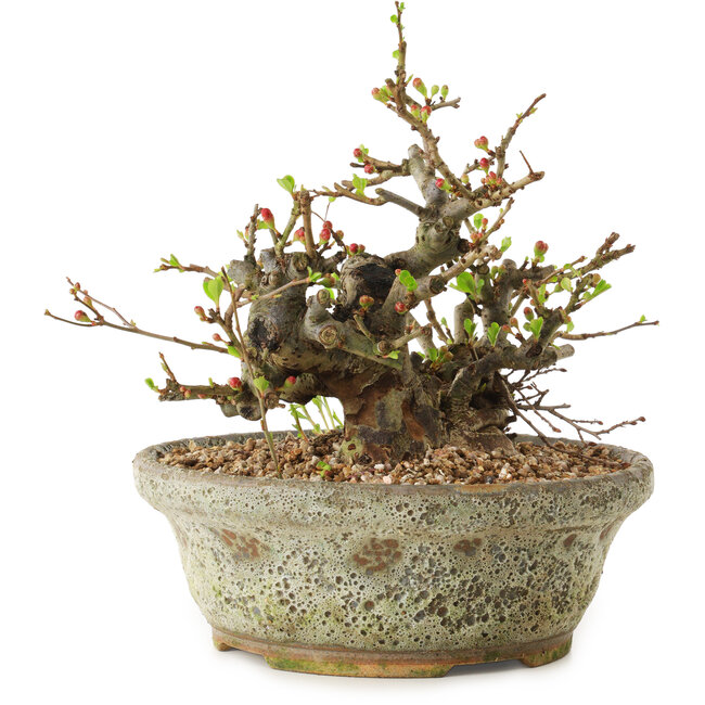 Chaenomeles speciosa, 19 cm, ± 20 anni