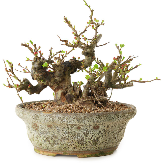 Chaenomeles speciosa, 19 cm, ± 20 anni