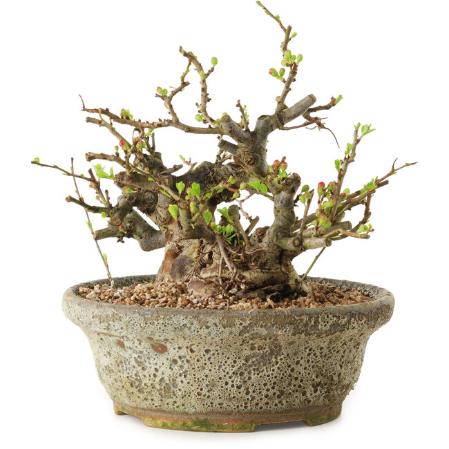 Chaenomeles speciosa, 19 cm, ± 20 anni