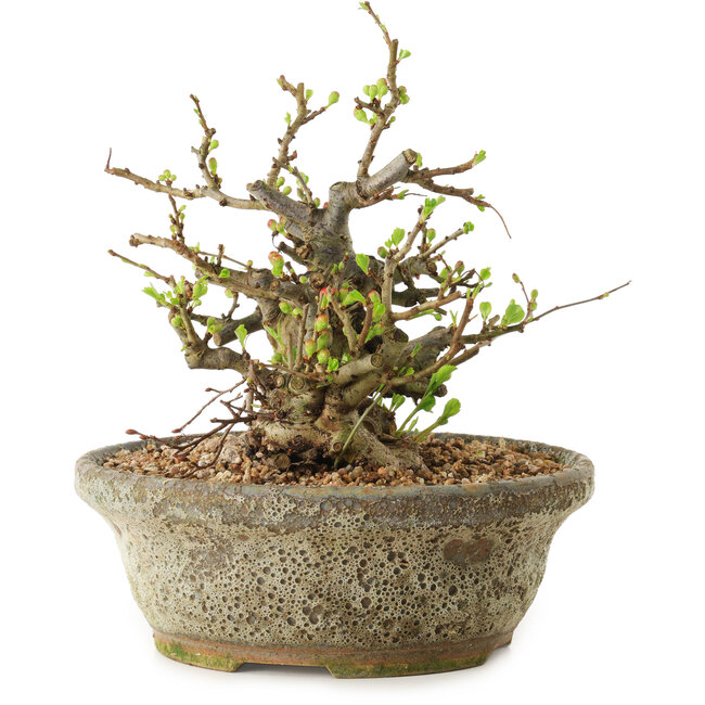 Chaenomeles speciosa, 19 cm, ± 20 jaar oud