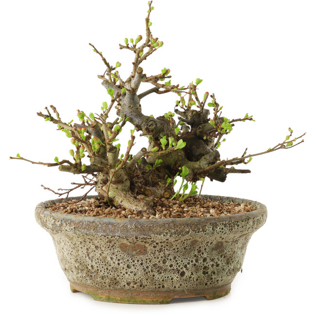 Chaenomeles speciosa, 19 cm, ± 20 Jahre alt