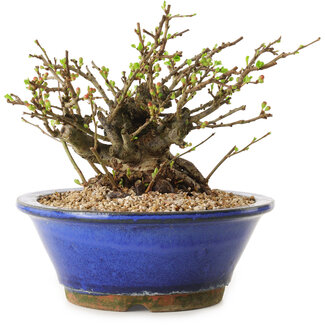 Chaenomeles speciosa, 15 cm, ± 20 anni