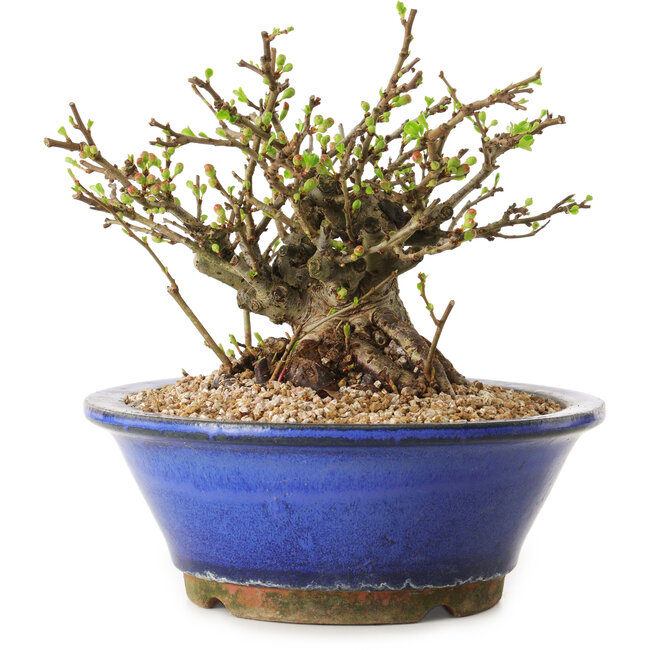 Chaenomeles speciosa, 15 cm, ± 20 ans