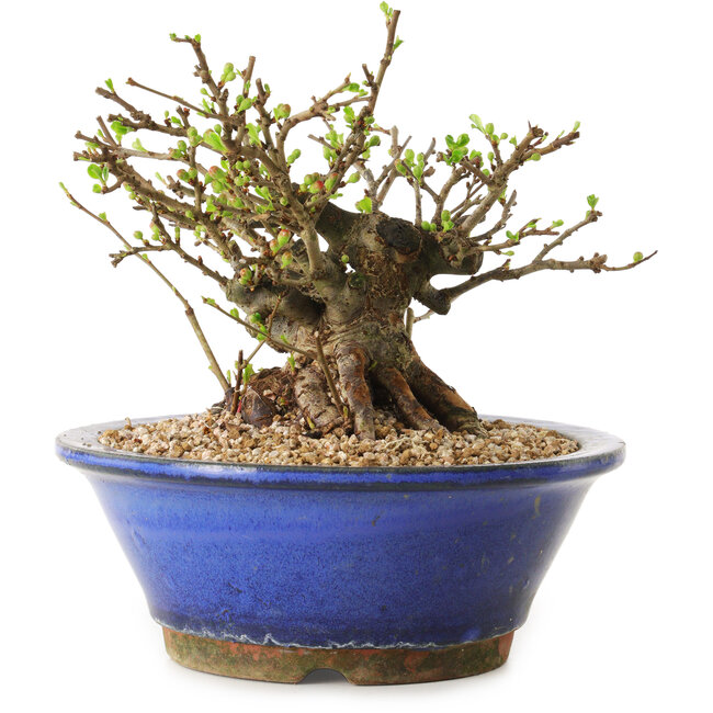 Chaenomeles speciosa, 15 cm, ± 20 anni