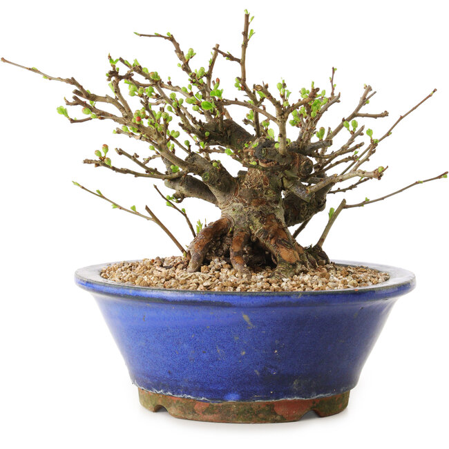 Chaenomeles speciosa, 15 cm, ± 20 años de edad