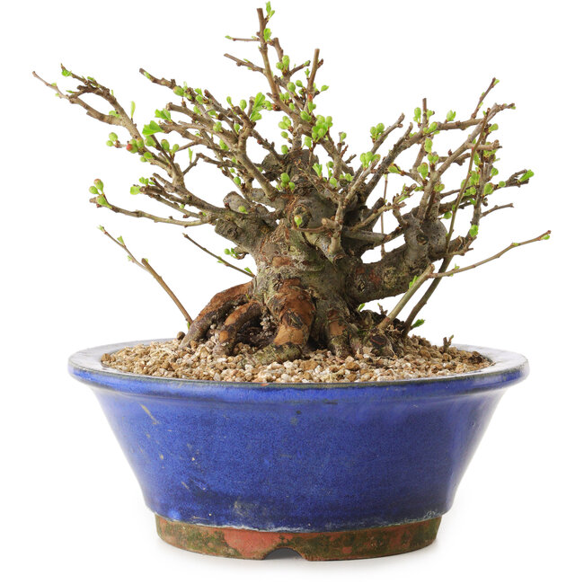 Chaenomeles speciosa, 15 cm, ± 20 ans