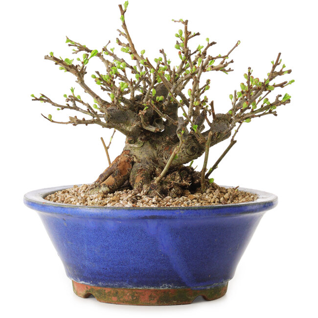 Chaenomeles speciosa, 15 cm, ± 20 ans