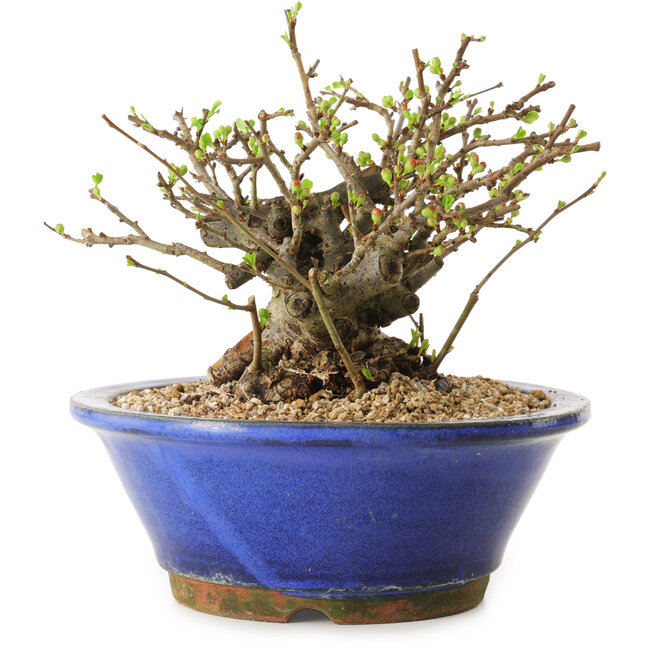 Chaenomeles speciosa, 15 cm, ± 20 Jahre alt