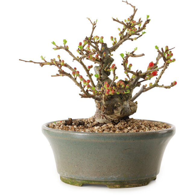 Chaenomeles speciosa, 17 cm, ± 20 anni