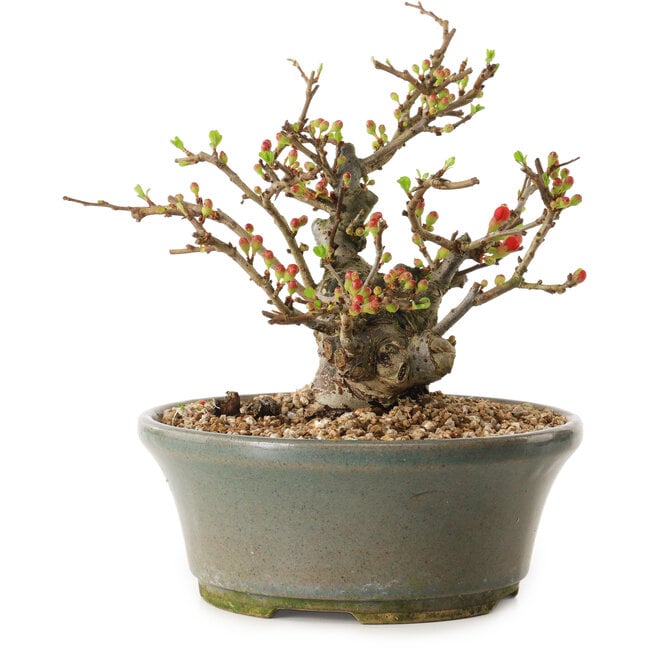 Chaenomeles speciosa, 17 cm, ± 20 ans