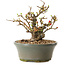 Chaenomeles speciosa, 17 cm, ± 20 ans