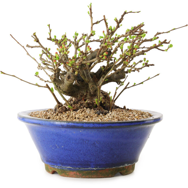 Chaenomeles speciosa, 15 cm, ± 20 anni