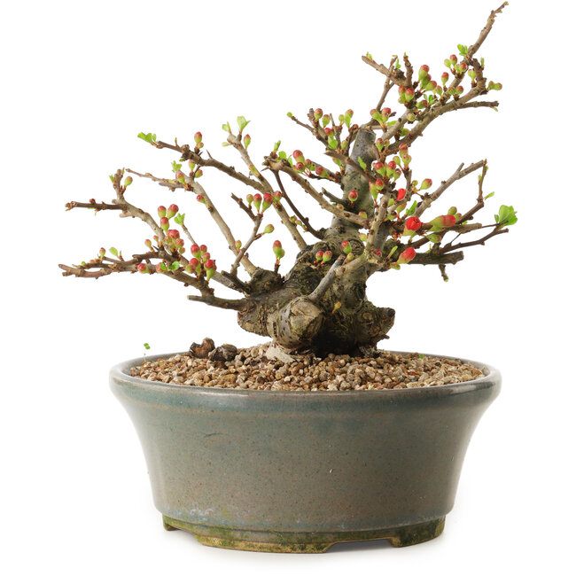 Chaenomeles speciosa, 17 cm, ± 20 años de edad