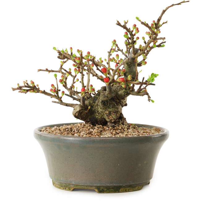 Chaenomeles speciosa, 17 cm, ± 20 años de edad