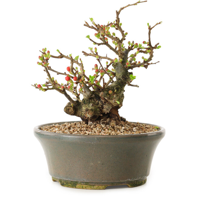 Chaenomeles speciosa, 17 cm, ± 20 ans