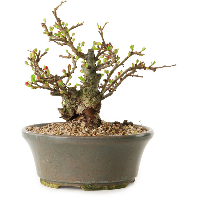 Chaenomeles speciosa, 17 cm, ± 20 ans