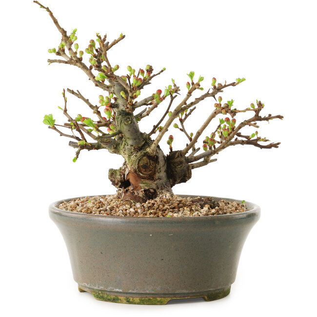 Chaenomeles speciosa, 17 cm, ± 20 jaar oud