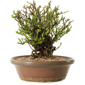 Chaenomeles speciosa, 23 cm, ± 20 jaar oud