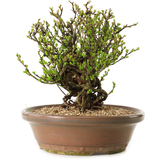 Chaenomeles speciosa, 23 cm, ± 20 ans