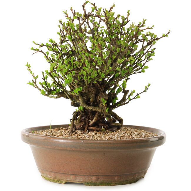 Chaenomeles speciosa, 23 cm, ± 20 Jahre alt