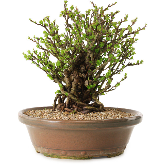 Chaenomeles speciosa, 23 cm, ± 20 anni