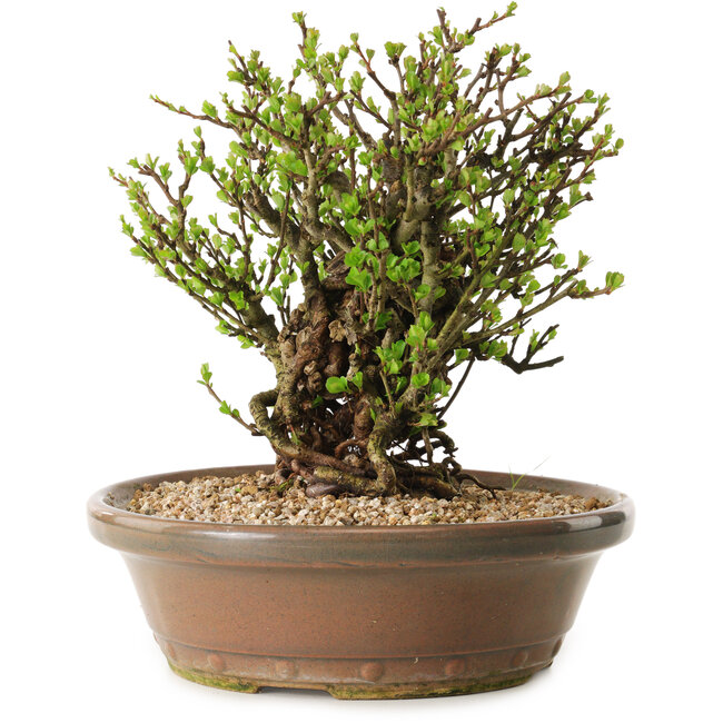 Chaenomeles speciosa, 23 cm, ± 20 anni