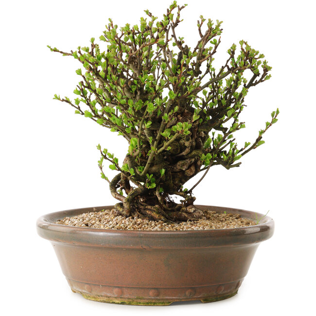 Chaenomeles speciosa, 23 cm, ± 20 years old