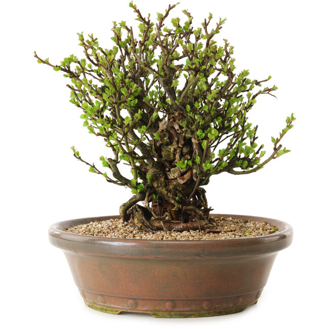 Chaenomeles speciosa, 23 cm, ± 20 ans