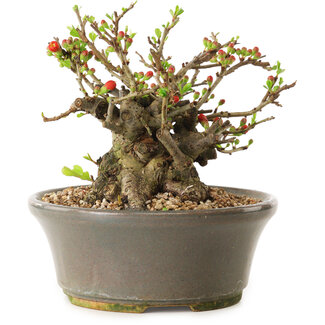 Chaenomeles speciosa, 14 cm, ± 20 años de edad