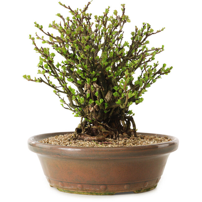 Chaenomeles speciosa, 23 cm, ± 20 ans