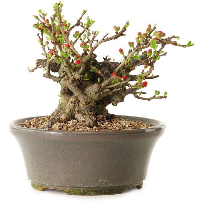 Chaenomeles speciosa, 14 cm, ± 20 ans