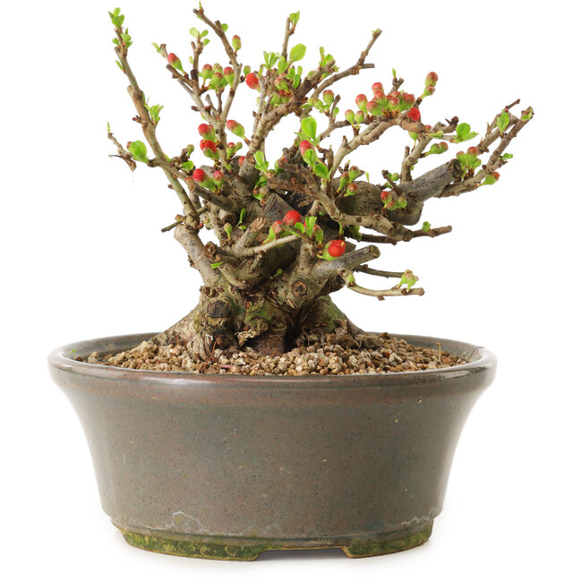 Chaenomeles speciosa, 14 cm, ± 20 years old