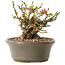 Chaenomeles speciosa, 14 cm, ± 20 years old