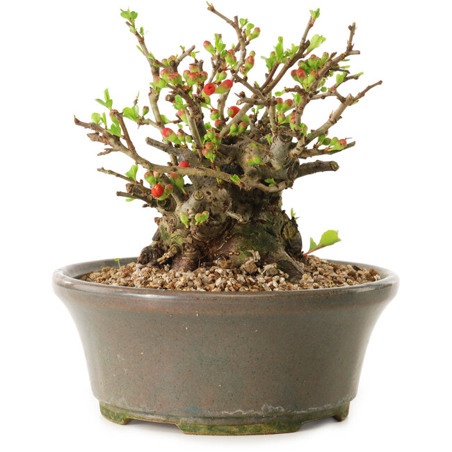 Chaenomeles speciosa, 14 cm, ± 20 Jahre alt