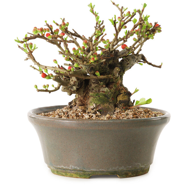 Chaenomeles speciosa, 14 cm, ± 20 anni