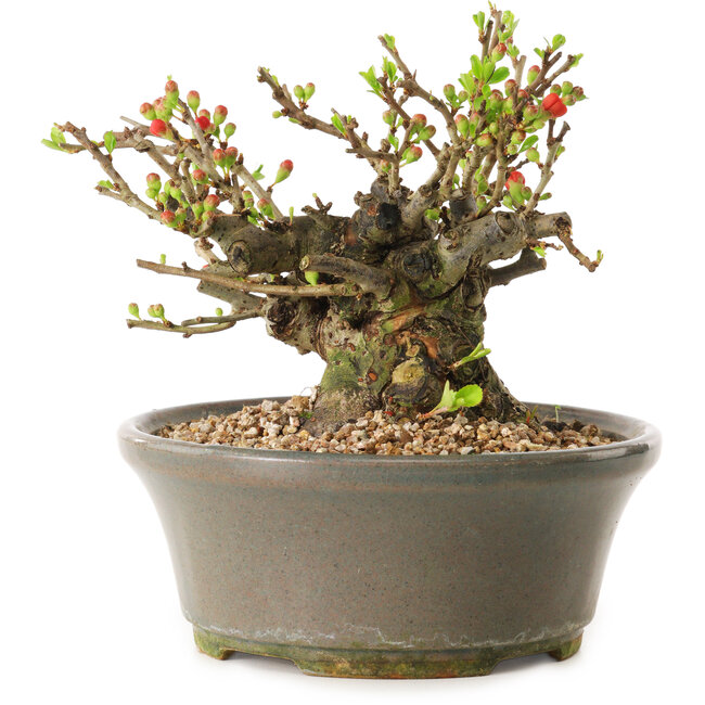 Chaenomeles speciosa, 14 cm, ± 20 ans
