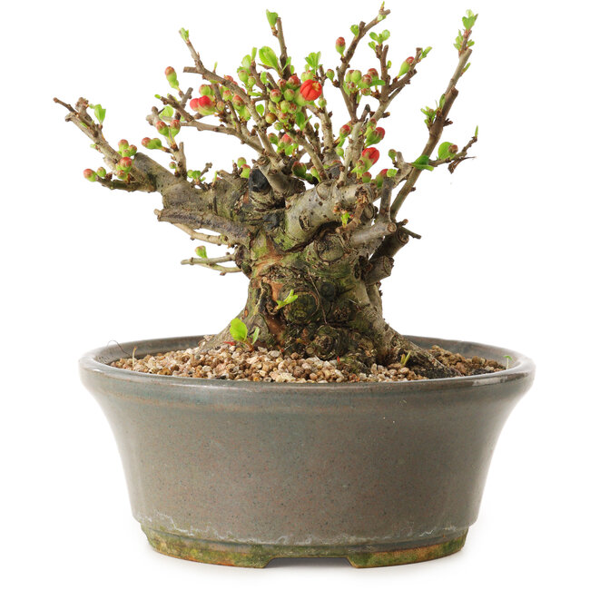 Chaenomeles speciosa, 14 cm, ± 20 Jahre alt