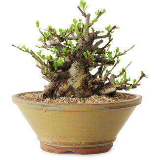 Chaenomeles speciosa, 16 cm, ± 20 jaar oud