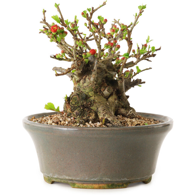 Chaenomeles speciosa, 14 cm, ± 20 jaar oud