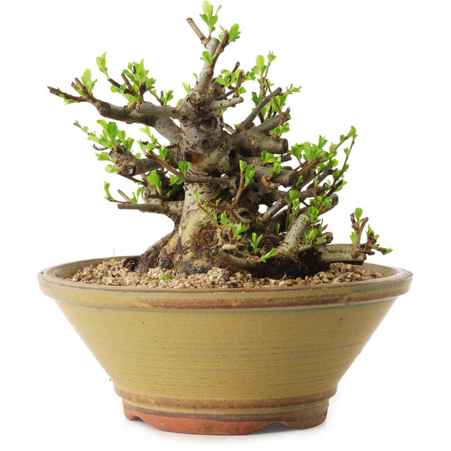 Chaenomeles speciosa, 16 cm, ± 20 ans