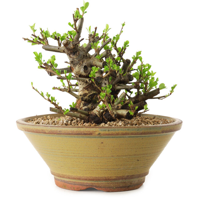 Chaenomeles speciosa, 16 cm, ± 20 años de edad