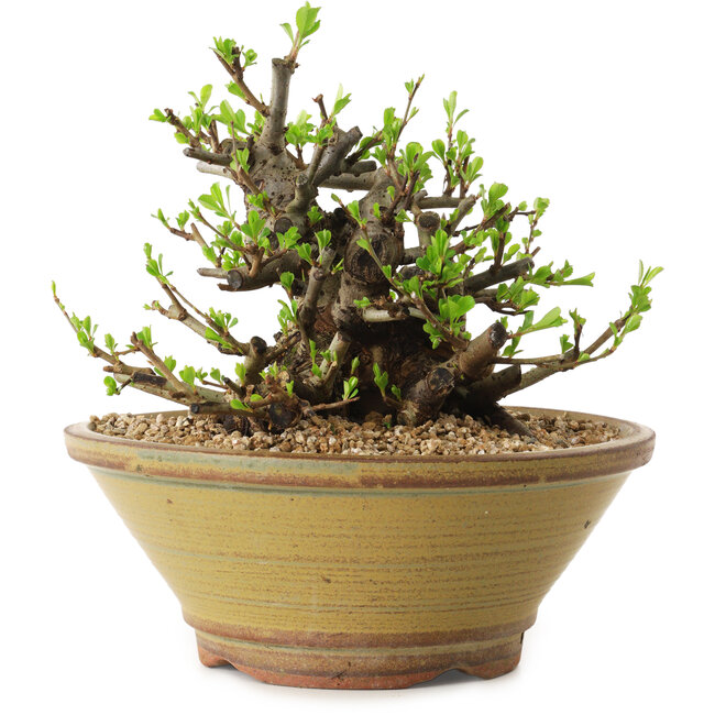 Chaenomeles speciosa, 16 cm, ± 20 años de edad