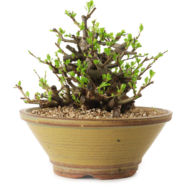 Chaenomeles speciosa, 16 cm, ± 20 ans